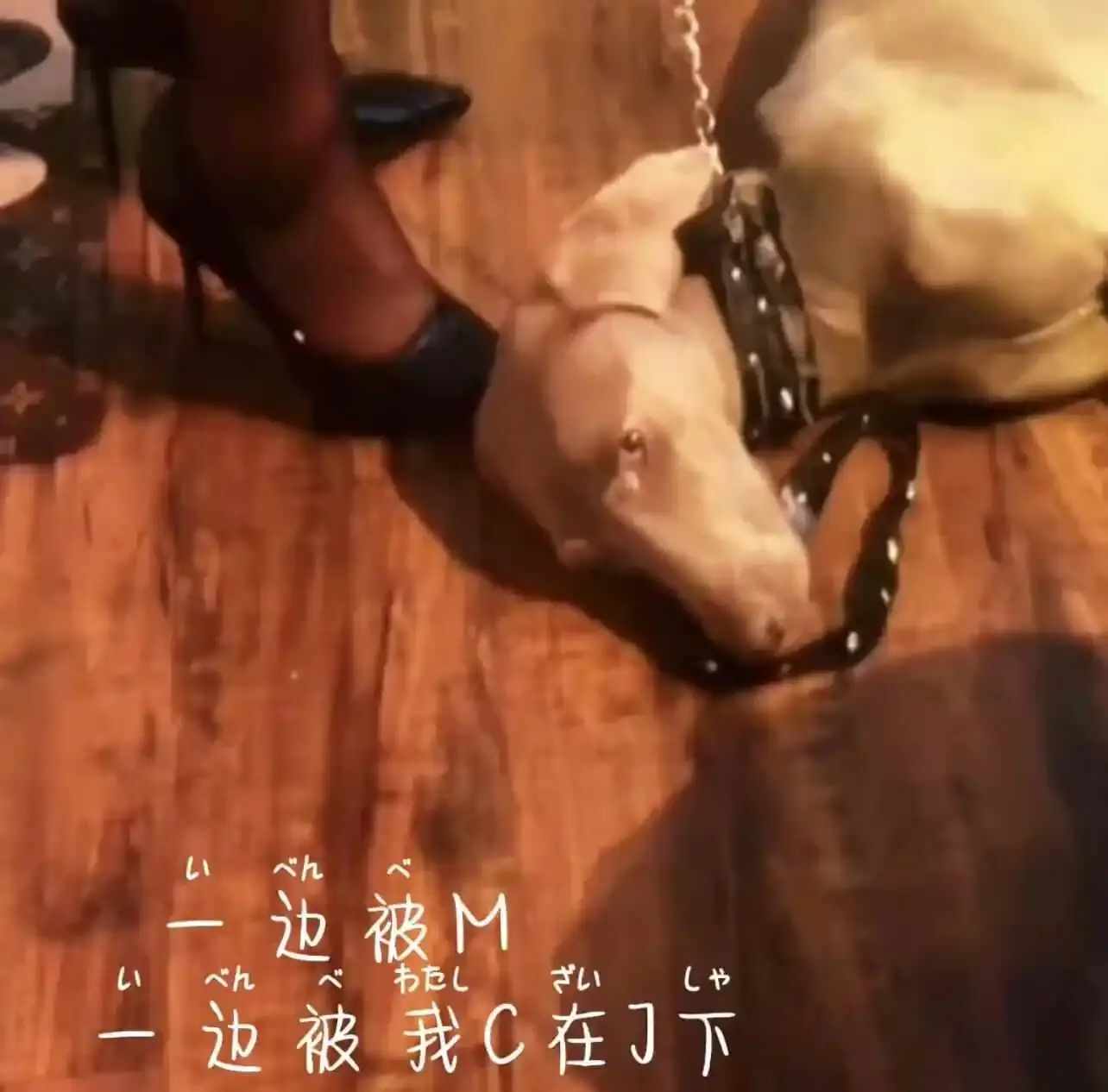 k9犬系 - 2023_11_07_20_50_IMG_8911